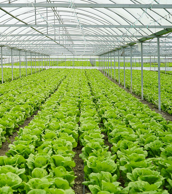 agriculture-greenhouse-cropped