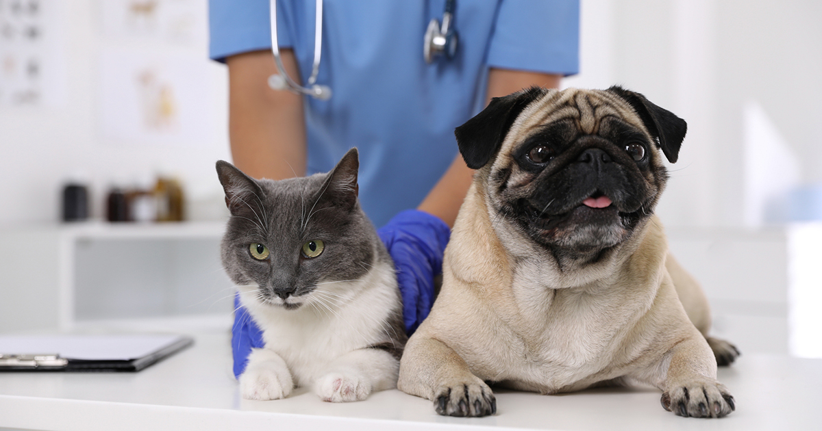 Veterinarian Temperature Monitoring