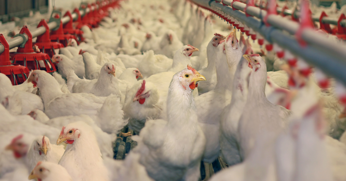 Application Agriculture Barns and Enclosures