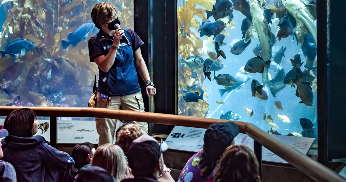 Visitors Application Zoo