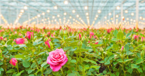 Floral Greenhouse Sensors