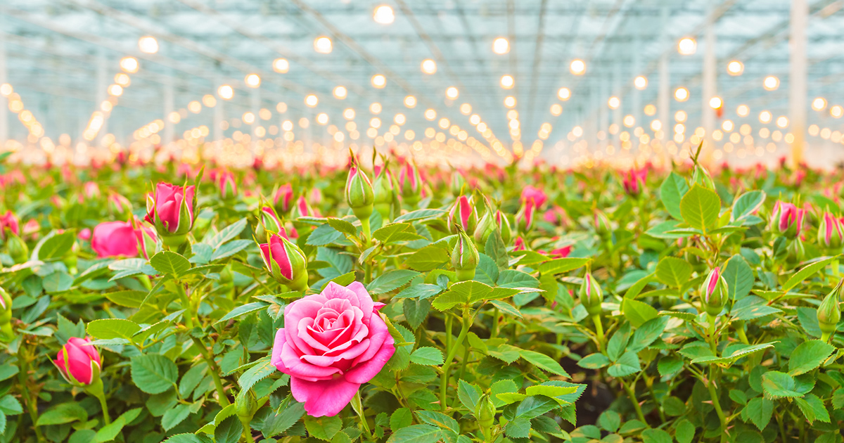 Floral Greenhouse Sensors